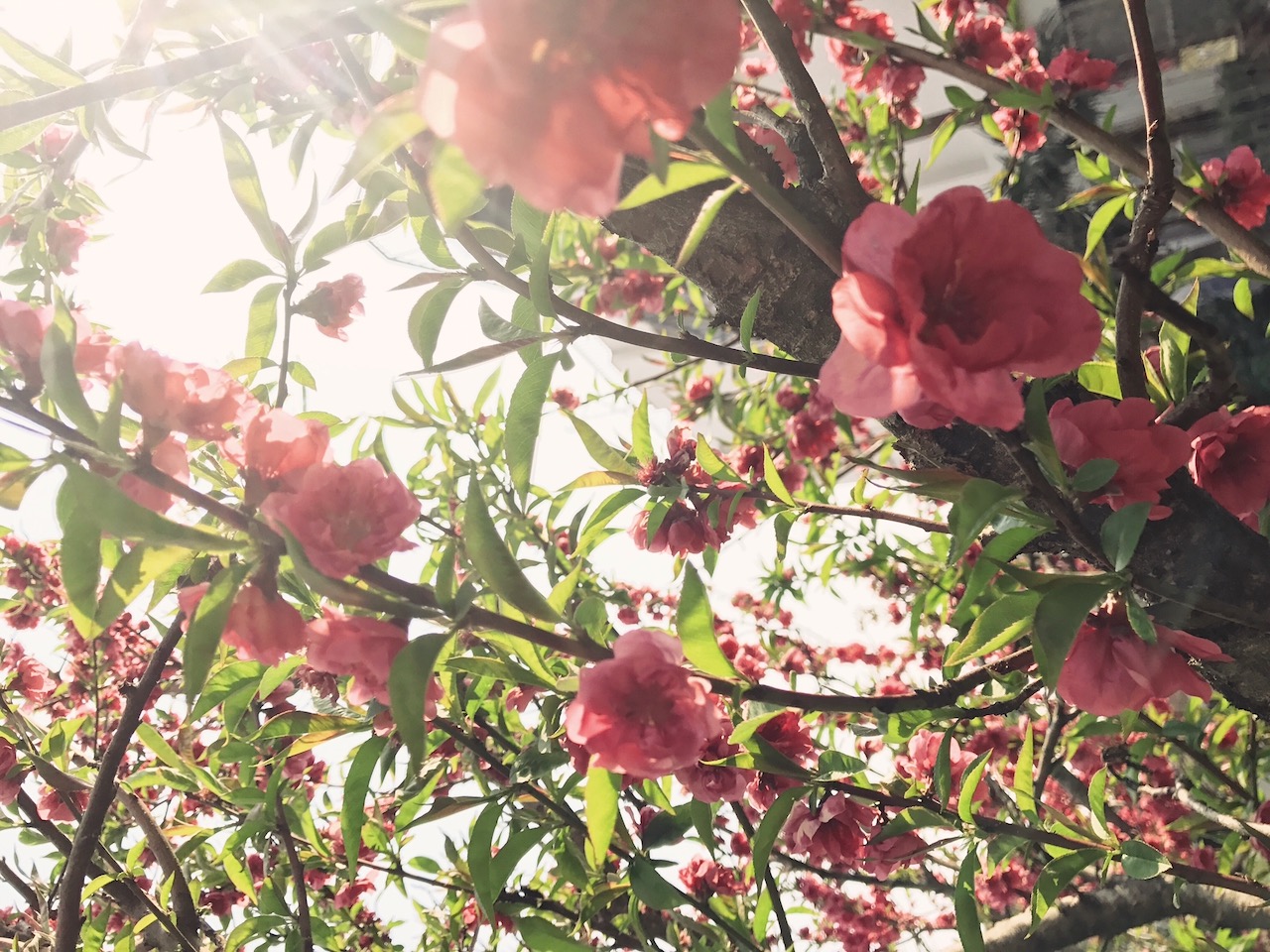 Pink, blooming flowers.