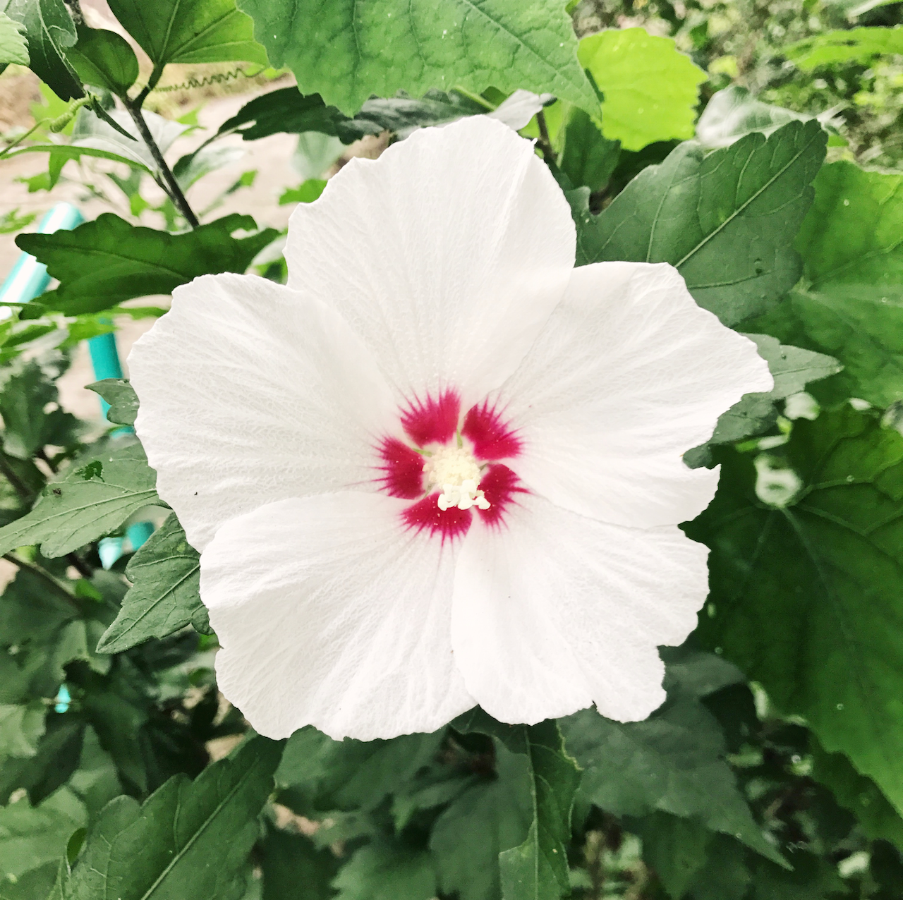 A white, blooming flower.